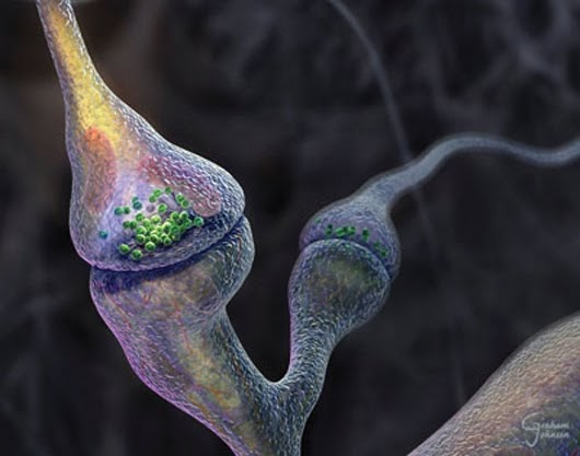 Synapse