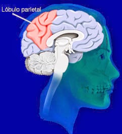 parietal_lobe